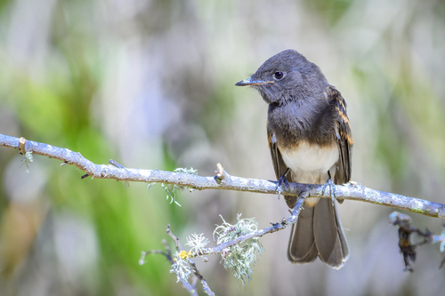 Black Phoebe
