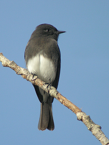 Black Phoebe