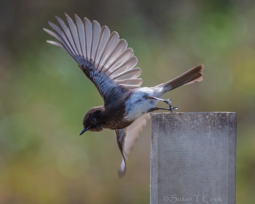 Black Phoebe