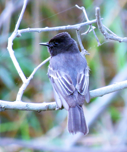 Black Phoebe