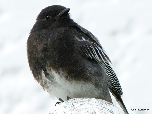 Black Phoebe
