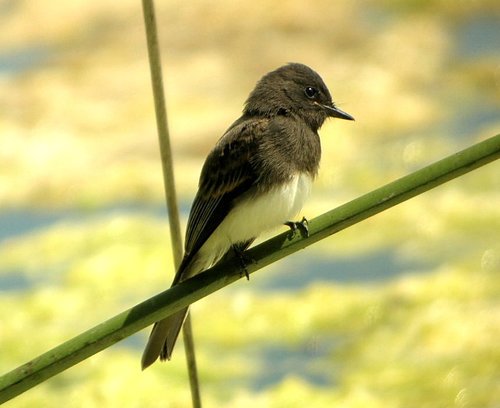 Black Phoebe