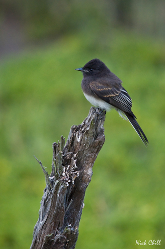 Black Phoebe