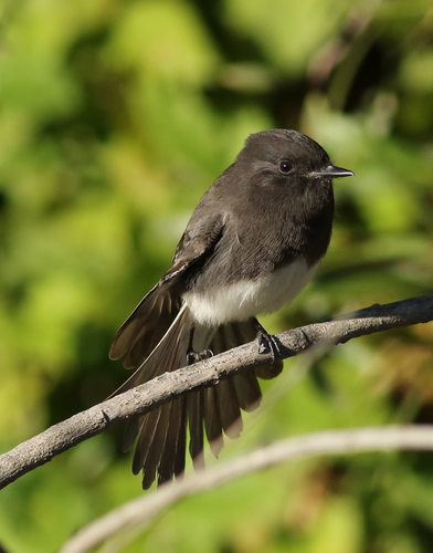 Black Phoebe