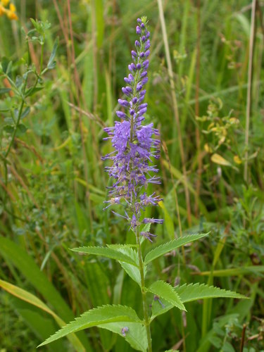 Long-leaved Speedwell