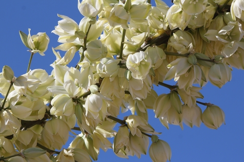 soaptree yucca
