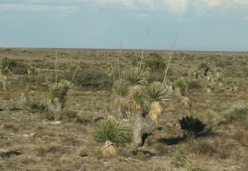soaptree yucca