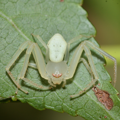 American Green Crab Spider