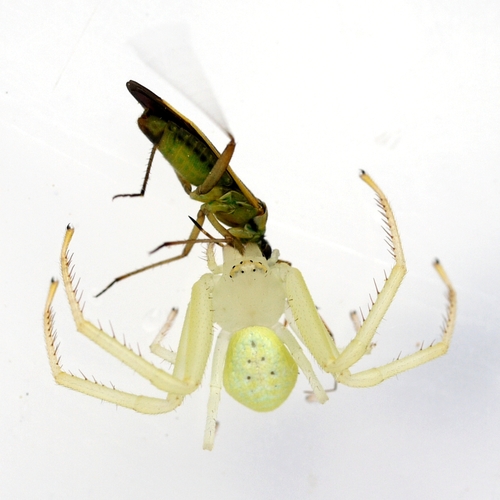 American Green Crab Spider