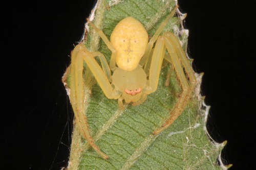 American Green Crab Spider