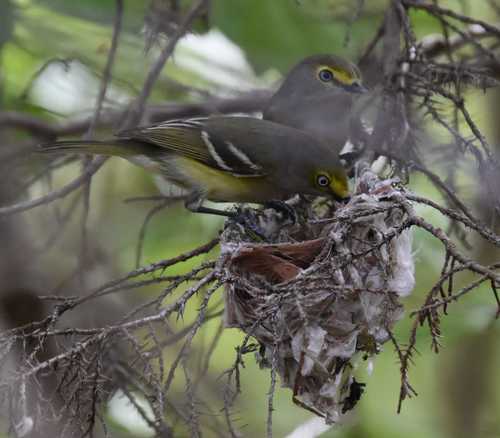 White-eyed Vireo