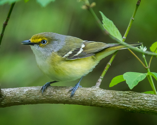 White-eyed Vireo