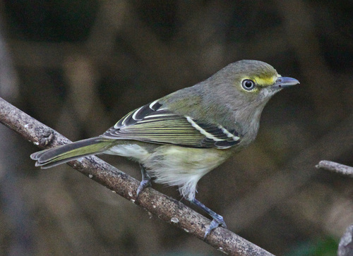 White-eyed Vireo