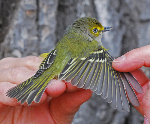 White-eyed Vireo