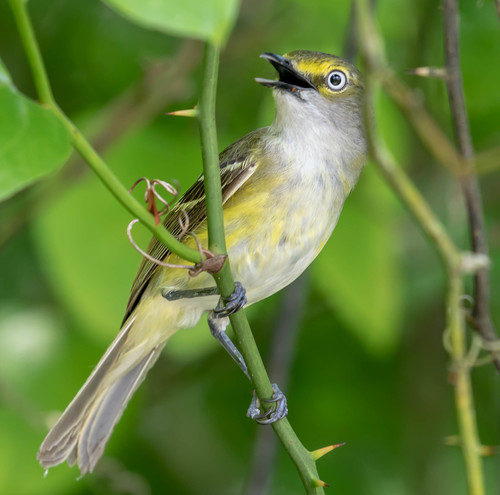White-eyed Vireo