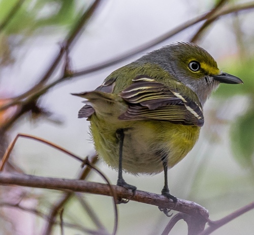 White-eyed Vireo