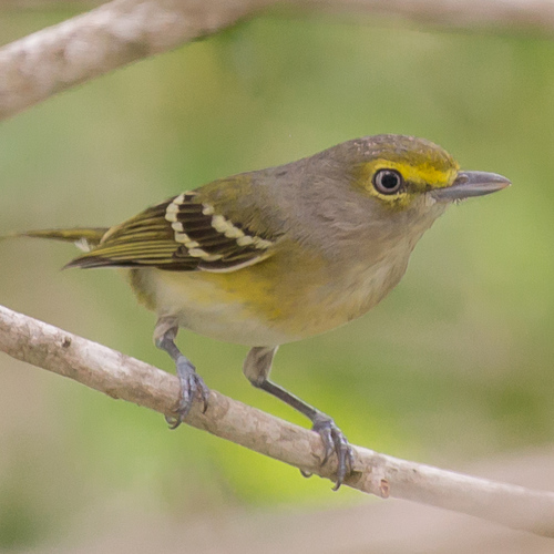 White-eyed Vireo