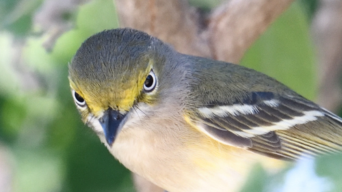 White-eyed Vireo
