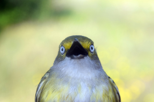 White-eyed Vireo