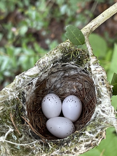 White-eyed Vireo