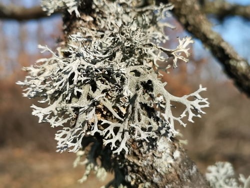 tree moss