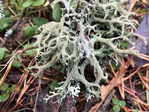 tree moss
