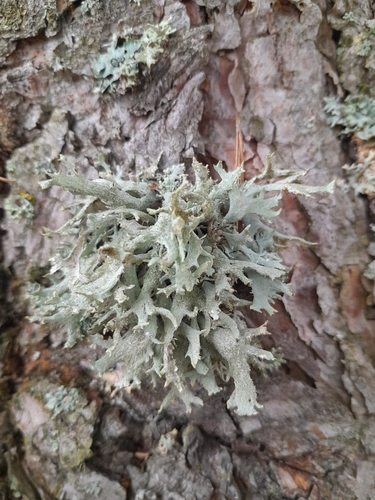 tree moss