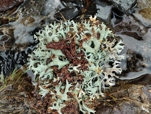 tree moss