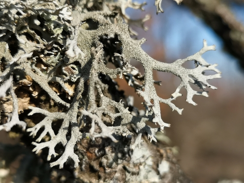 tree moss
