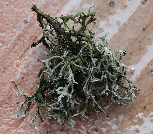 tree moss