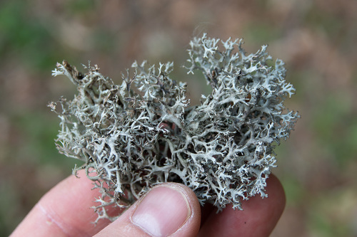 tree moss