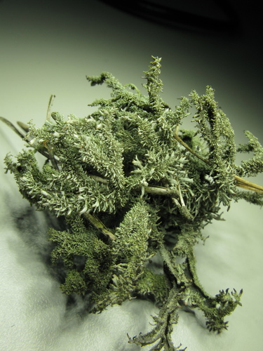 tree moss