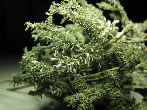 tree moss