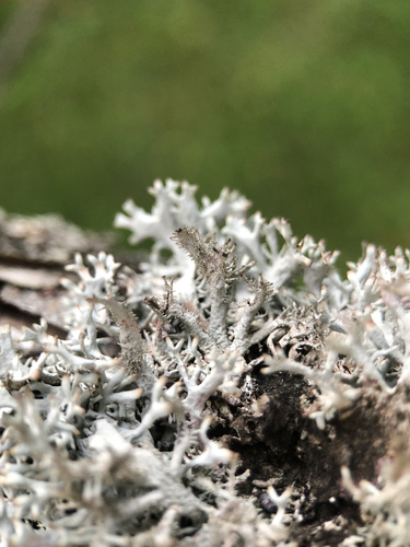 tree moss