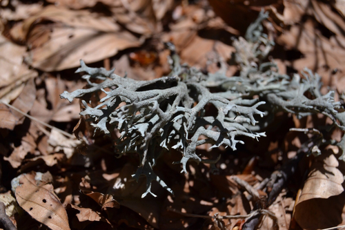 tree moss