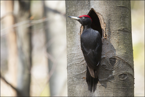 Black Woodpecker