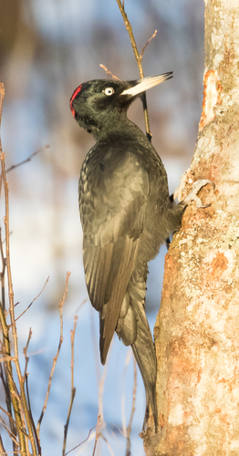 Black Woodpecker