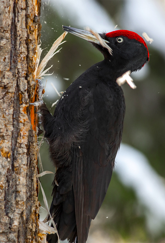 Black Woodpecker