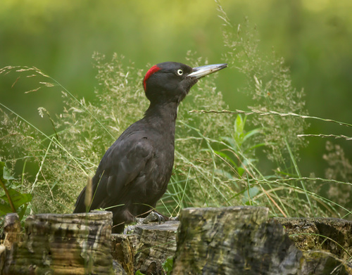 Black Woodpecker