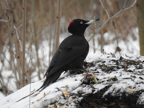Black Woodpecker