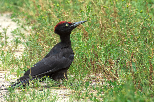 Black Woodpecker
