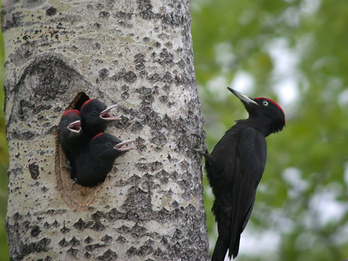 Black Woodpecker