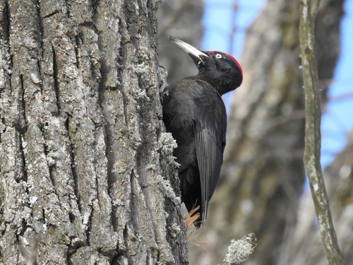 Black Woodpecker
