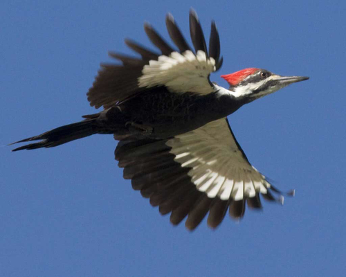Pileated Woodpecker