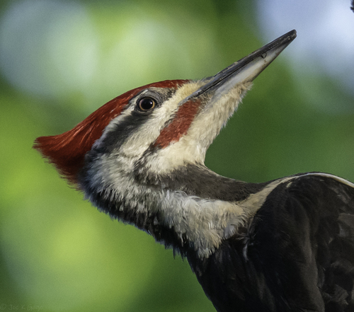 Pileated Woodpecker
