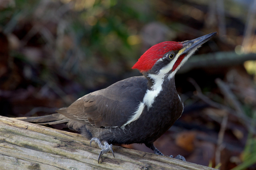 Pileated Woodpecker