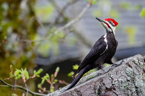 Pileated Woodpecker
