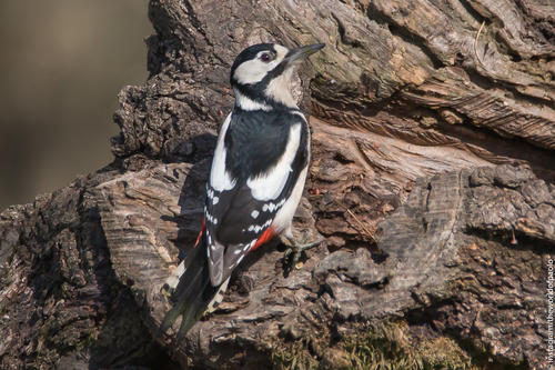 Great Spotted Woodpecker
