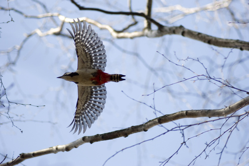 Great Spotted Woodpecker