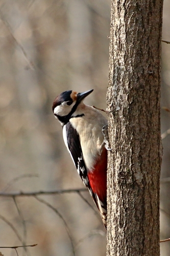 Great Spotted Woodpecker